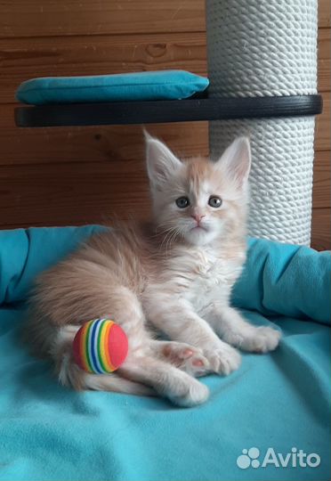 Котята мейн-кун