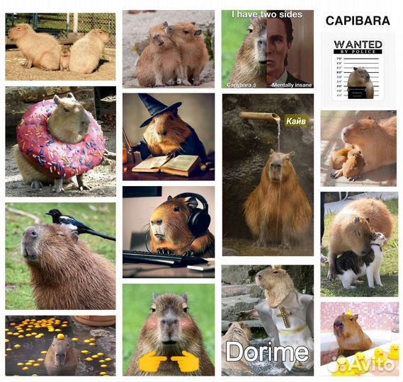 Наклейки капибара капибары стикеры