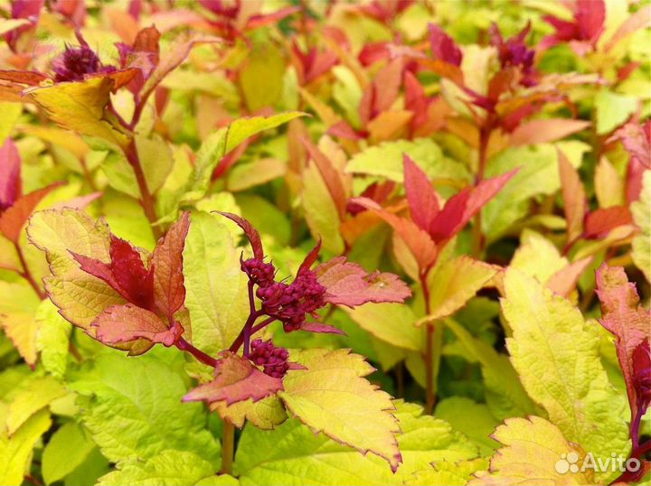 Спирея 10 сортов, грефшейм, карамель, голдмаунд