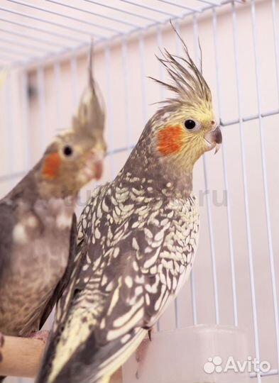 Попугай корелла с клеткой