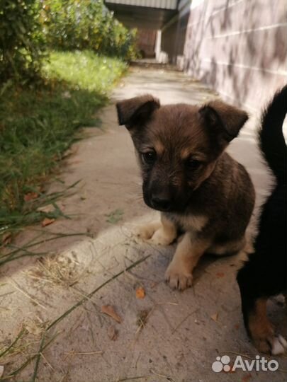 Собака в добрые руки щенок