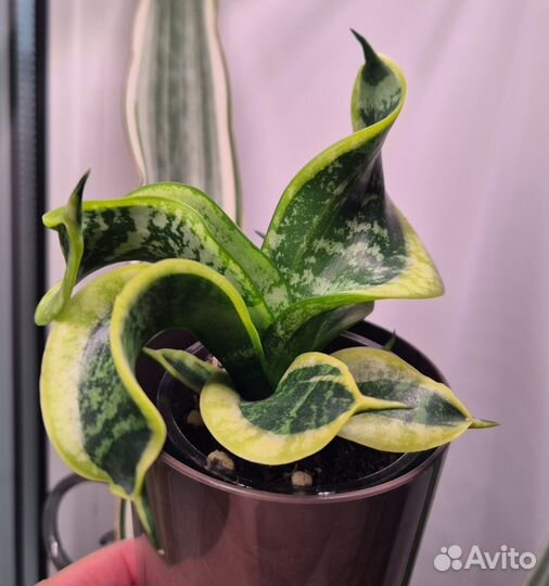 Сансевиерия ханни цунами