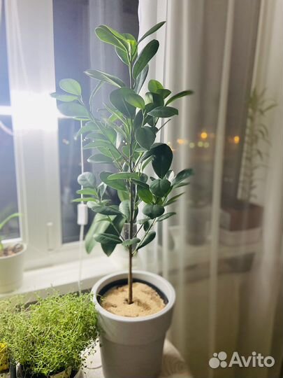 Фикус микрокарпа Мокламе