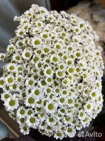 Ромашка хризантема Букет