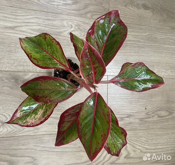 Аглаонема крит флейм