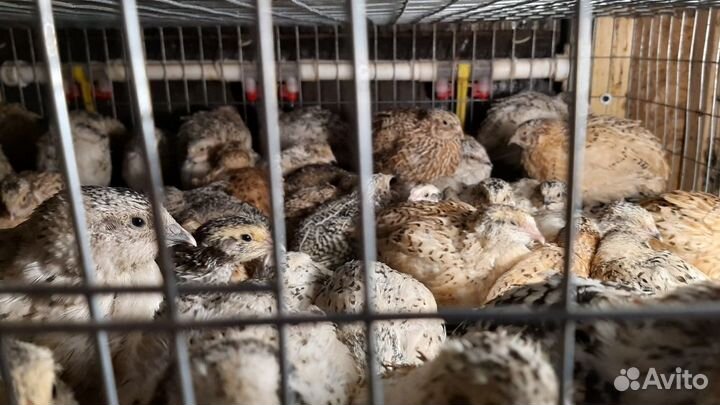 Инкубационное яйцо перепелов