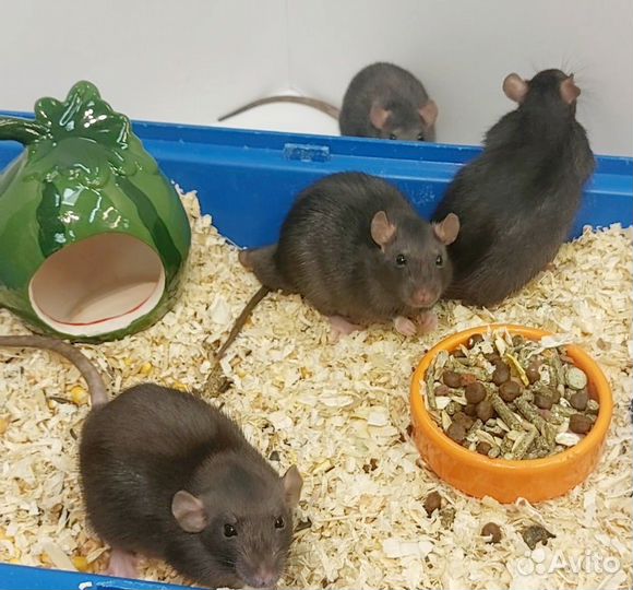 Декоративная крыса