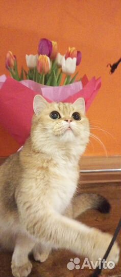 Шотландская