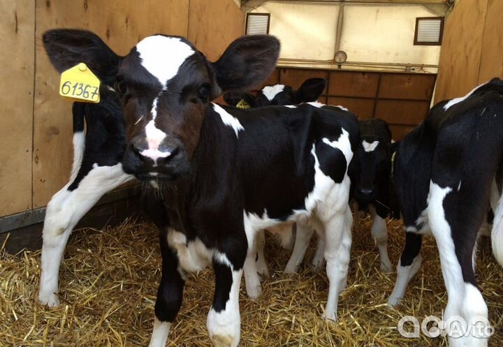 Отборные бычки телочки