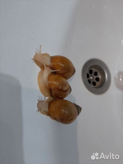 Улитки ахатины