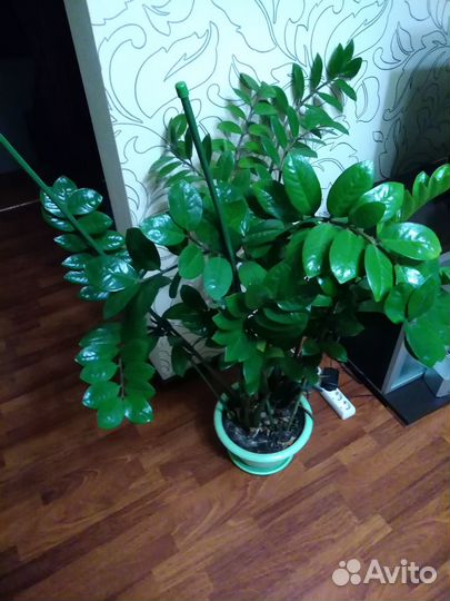 Замиокулькас