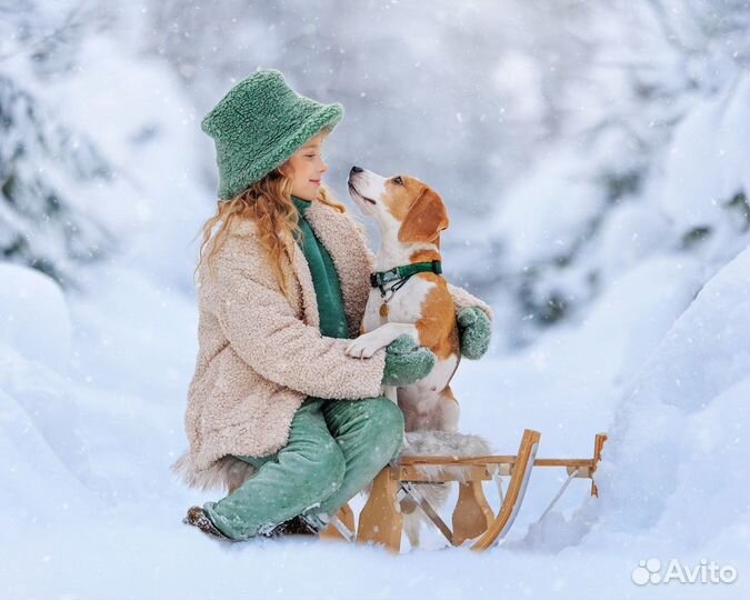 Собака для фотосессии/съёмок (бигль)