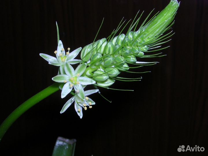 Индийский лук (птицемлечник)