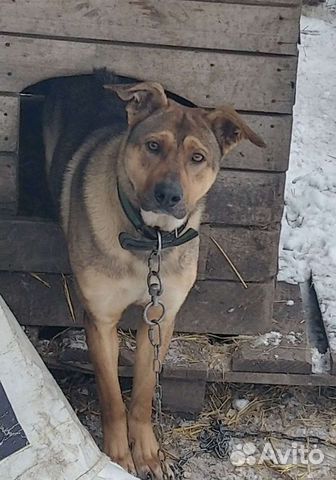 Умный, серьезный охранник в дом