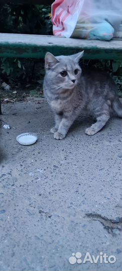 Отдаем в добрые руки