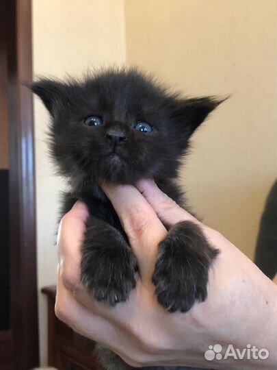 Котенок Мейн кун