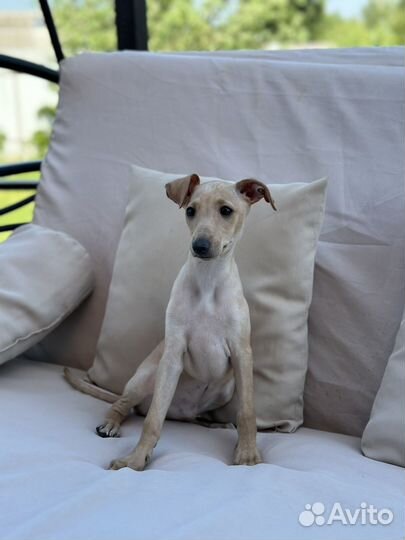 Левретка мальчик 2 мес