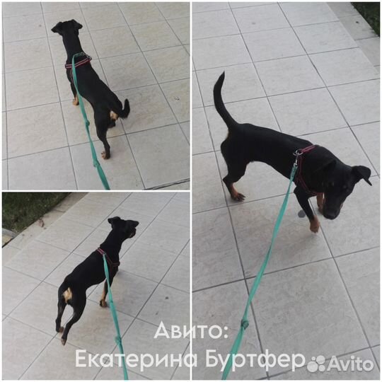 Выгул собак