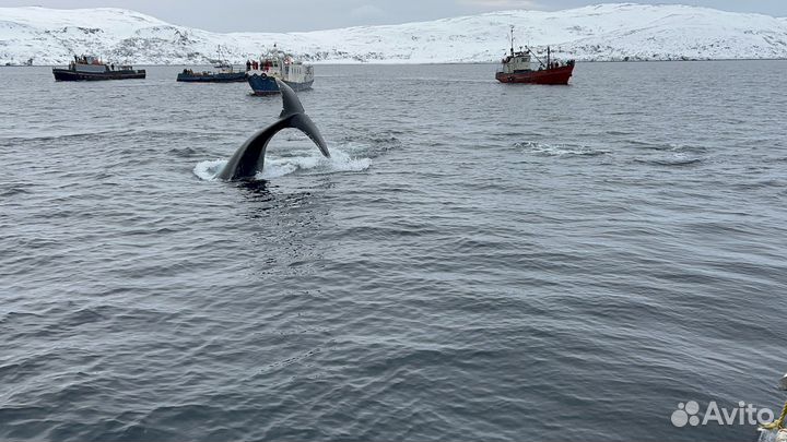 Тур из Кировска в Териберку на весь день
