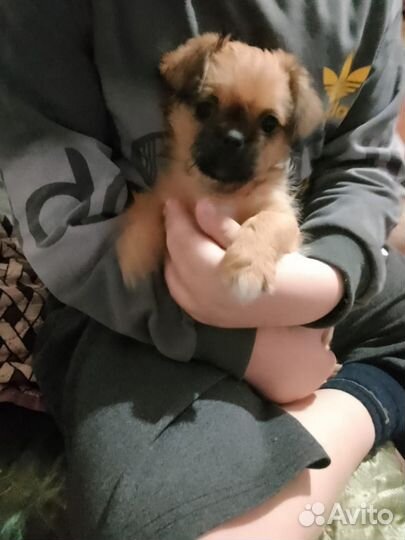 Продам 2 девочек. Миленькие маленькие красотки