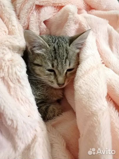 Кошечка в добрые руки