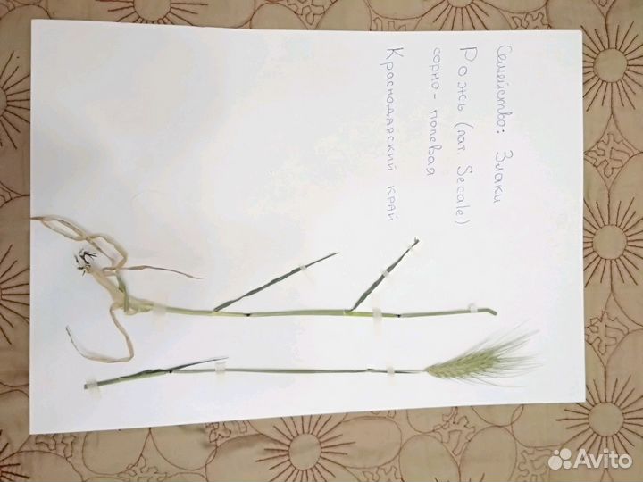 Гербарий, проекты, поделки, лэпбуки для школьников