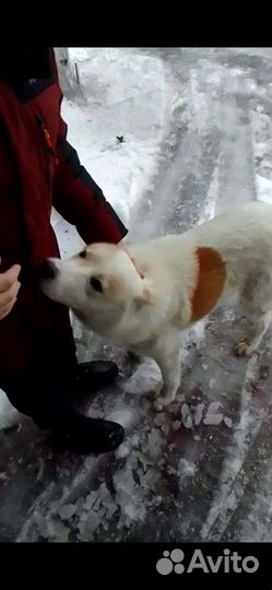 Собака в добрые руки