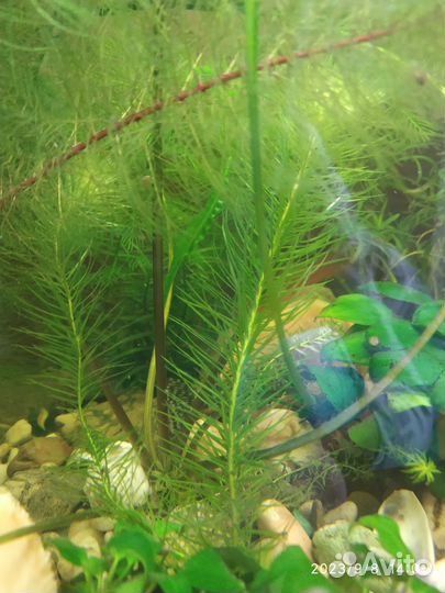 Гуппи эндлера