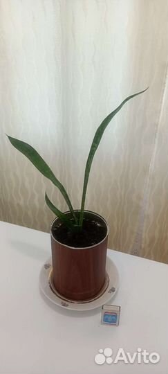 Сансевиерия (тещин язык)