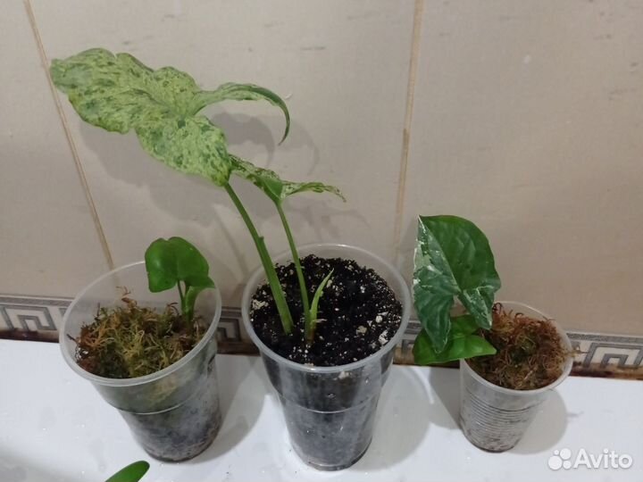 Сингониум моттлед, панда, империал вайт