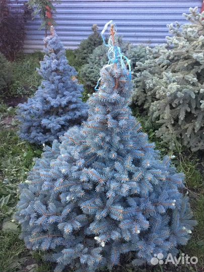 Голубые ели экстра класса Ландшафт Освещение