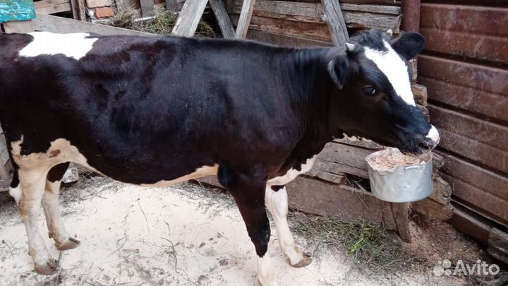 Продам телку