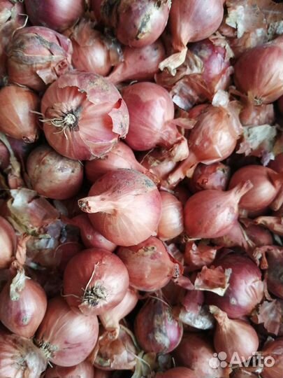 Лук семейный на посадку