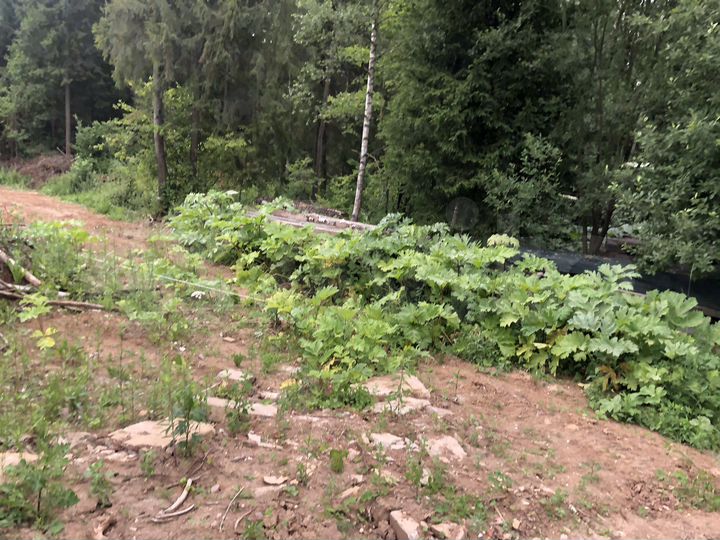 Участок 25 сот. (ИЖС)