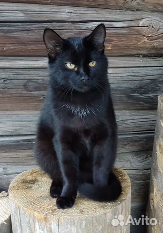 Черный кот в добрые руки объявление продам