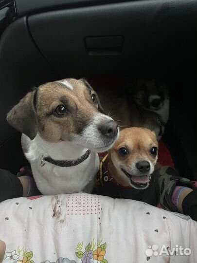 Передержка собак И кошек В частном доме