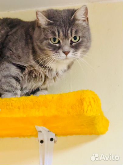 Домашние животные кошки