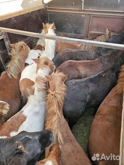 Жеребята полутяжные