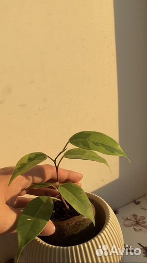 Фикус бенджамина пестролистный