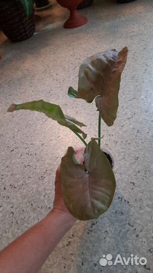 Сингониумы сортовые