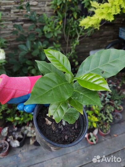 Кофейное дерево, кофе арабика