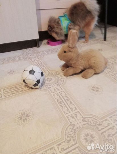 Передержка животных/Зоогостиница для собак и кошек