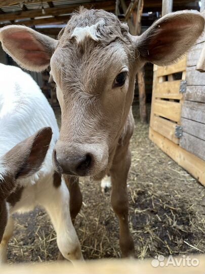 Телята продам телки бычки (бычок) недельные