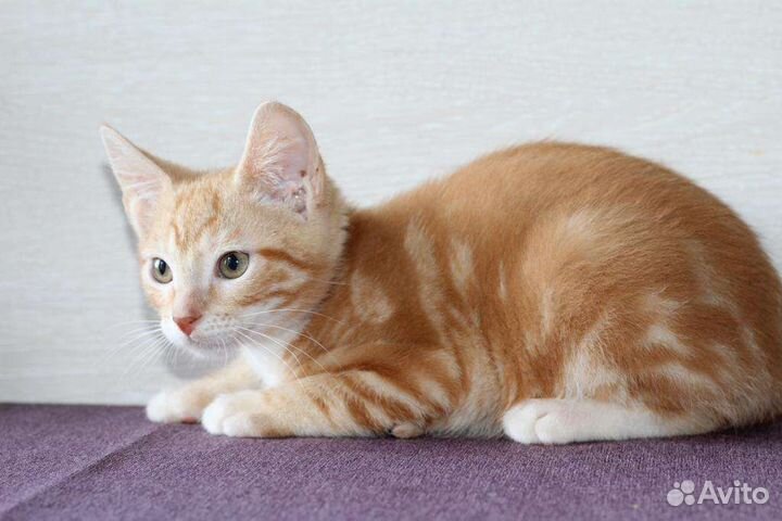 Рыжий котенок Сальма