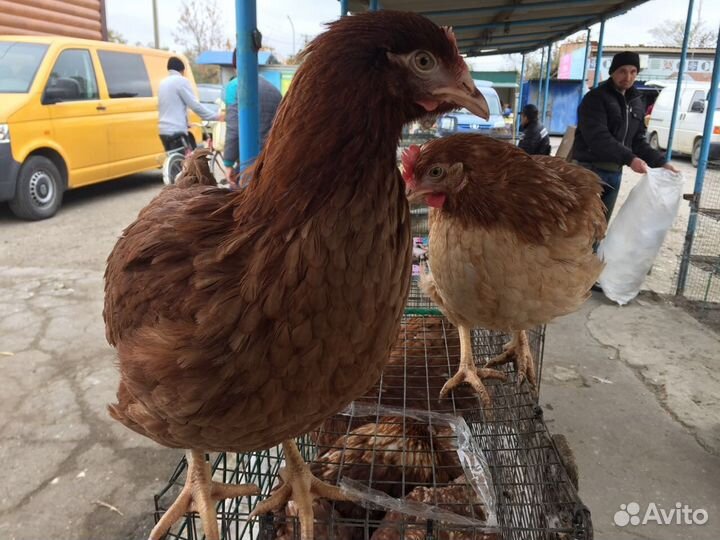 Молодые куры несушки от 4.5-5.5 месяцев