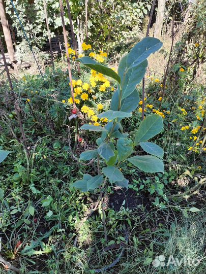 Продаю саженцы Магнолии Суланжа