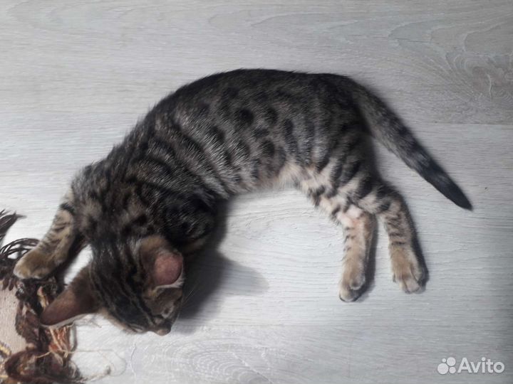 Котята бенгалы