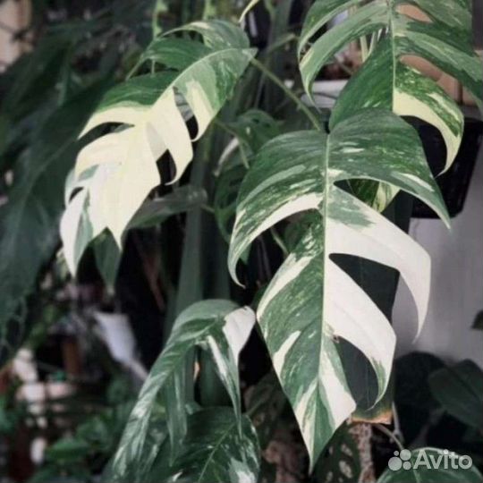 Эпипремнум пиннатум вайт вариегатный