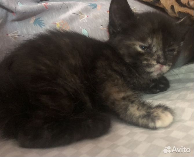 Британский котенок
