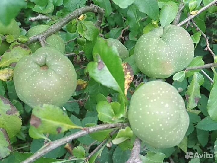 Японская айва - хеномелес